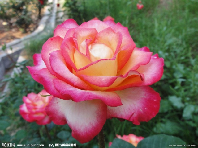Pink & Yellow Rose